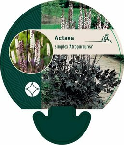 Actaea ramosa 'Atropurpurea' P9 - afbeelding 2
