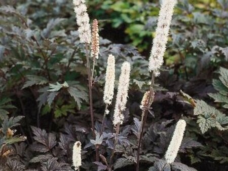 Actaea ramosa 'Atropurpurea' P9 - afbeelding 1