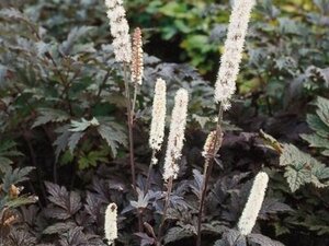 Actaea ramosa 'Atropurpurea' P9 - afbeelding 1