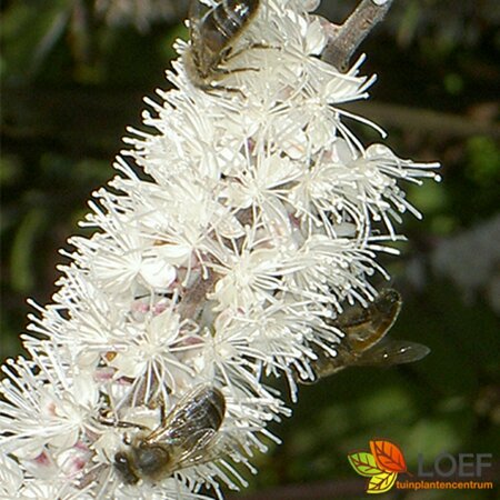 Actaea ramosa 'Atropurpurea' P9 - afbeelding 6