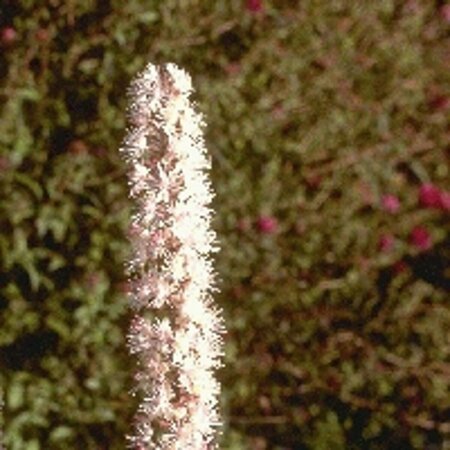 Actaea ramosa 'Atropurpurea' P9 - afbeelding 3