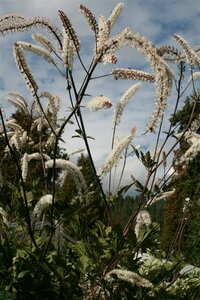 Actaea ramosa 'Atropurpurea' P9 - afbeelding 8