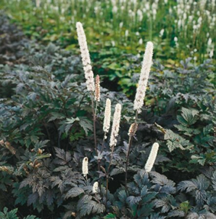 Actaea ramosa 'Atropurpurea' P9 - afbeelding 4