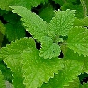 Melissa officinalis P9 - afbeelding 2