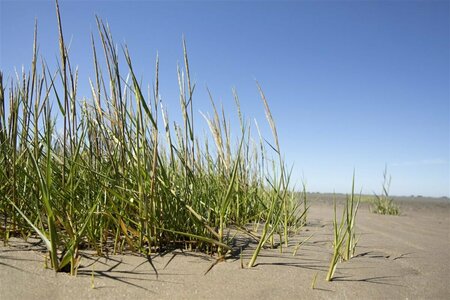 Ammophila arenaria P9 - afbeelding 7