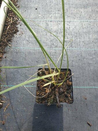 Ammophila arenaria P9 - afbeelding 4