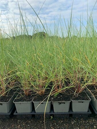 Ammophila arenaria P9 - afbeelding 2