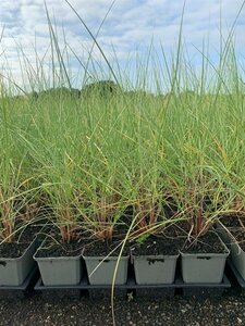 Ammophila arenaria P9 - afbeelding 2