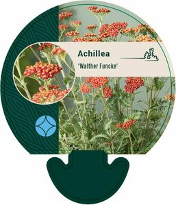 Achillea 'Walther Funcke' P9 - afbeelding 1
