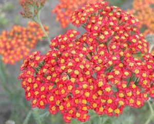 Achillea 'Walther Funcke' P9 - afbeelding 3