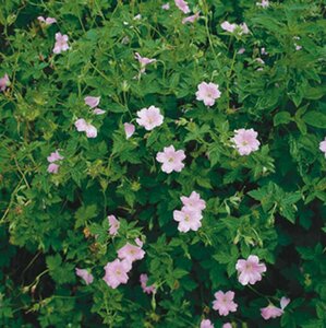 Geranium endressii P9 - afbeelding 4