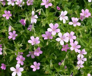 Geranium endressii P9 - afbeelding 3
