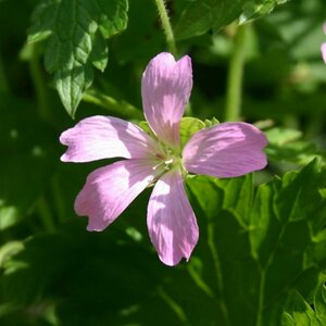 Geranium endressii P9 - afbeelding 2