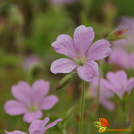 Geranium endressii P9 - afbeelding 1