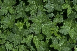 Geranium endressii P9 - afbeelding 10