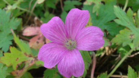 Geranium endressii P9 - afbeelding 5