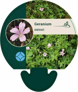 Geranium endressii P9 - afbeelding 7