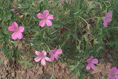 Geranium endressii P9 - afbeelding 9