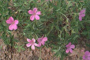 Geranium endressii P9 - afbeelding 9