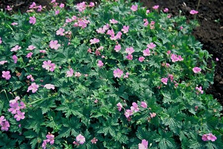 Geranium endressii P9 - afbeelding 6