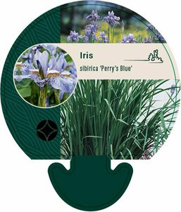 Iris sibirica 'Perry's Blue' P9 - afbeelding 2