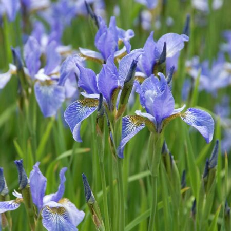 Iris sibirica 'Perry's Blue' P9 - afbeelding 4