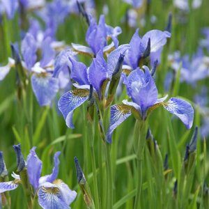 Iris sibirica 'Perry's Blue' P9 - afbeelding 4