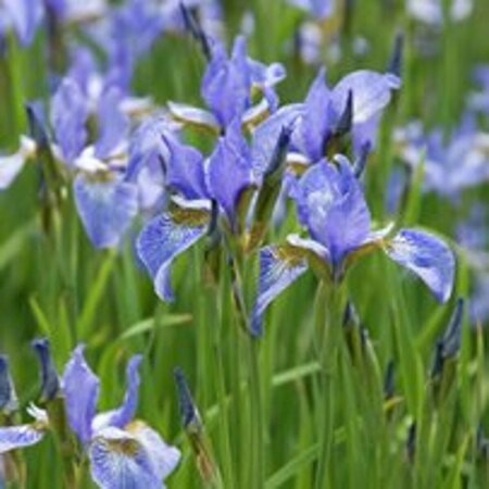 Iris sibirica 'Perry's Blue' P9 - afbeelding 5