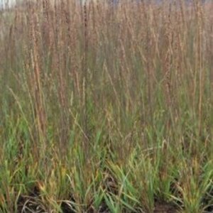 Molinia caerulea 'Moorhexe' P9 - afbeelding 3