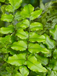 Cyrtomium fortunei C2 - afbeelding 6