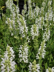 Salvia nemorosa 'Schneehügel' C2 - afbeelding 4