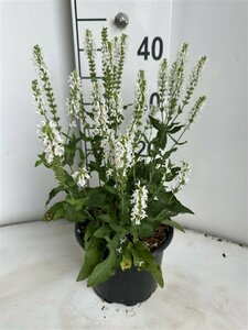 Salvia nemorosa 'Schneehügel' C2 - afbeelding 1