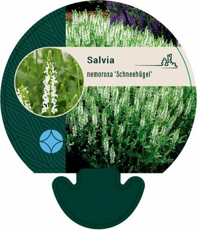 Salvia nemorosa 'Schneehügel' C2 - afbeelding 3
