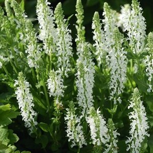 Salvia nemorosa 'Schneehügel' C2 - afbeelding 7
