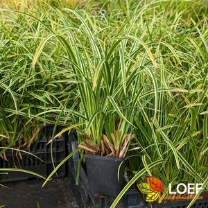 Carex morrowii 'Ice Dance' C5 - afbeelding 1