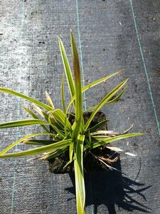 Carex morrowii 'Ice Dance' C5 - afbeelding 12