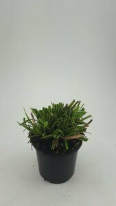 Carex morrowii 'Ice Dance' C5 - afbeelding 4