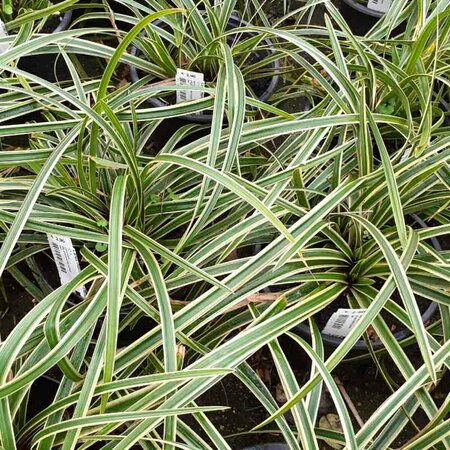 Carex morrowii 'Ice Dance' C5 - afbeelding 6