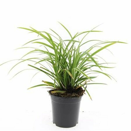 Carex morrowii 'Ice Dance' C5 - afbeelding 18
