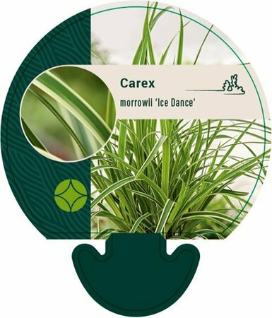 Carex morrowii 'Ice Dance' C5 - afbeelding 13
