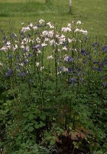 Aquilegia vulgaris P9 - afbeelding 1