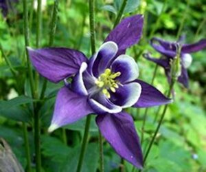 Aquilegia vulgaris P9 - afbeelding 5