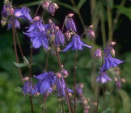 Aquilegia vulgaris P9 - afbeelding 2