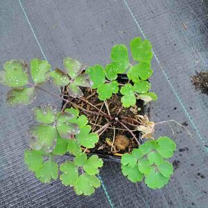 Aquilegia vulgaris P9 - afbeelding 4