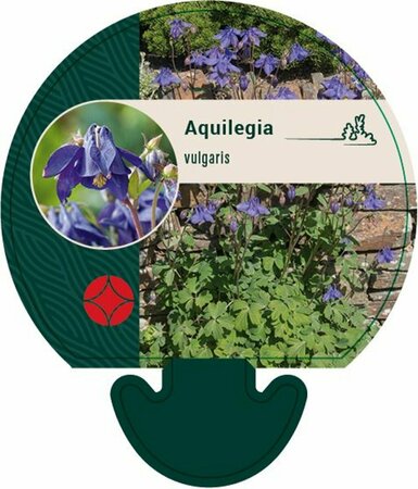 Aquilegia vulgaris P9 - afbeelding 3