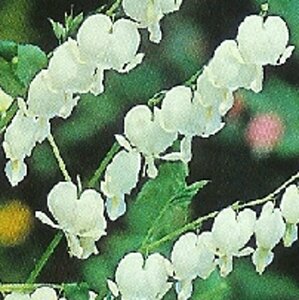 Dicentra spectabilis 'Alba' P9 - afbeelding 3