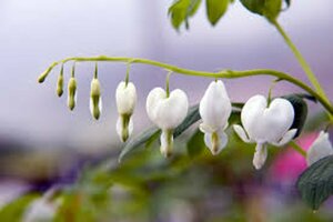 Dicentra spectabilis 'Alba' P9 - afbeelding 5