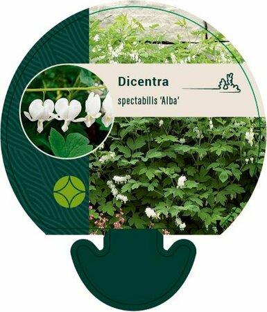 Dicentra spectabilis 'Alba' P9 - afbeelding 2