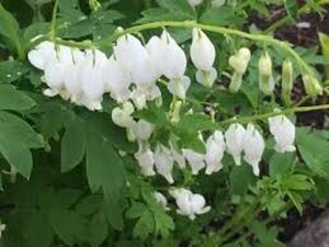 Dicentra spectabilis 'Alba' P9 - afbeelding 6