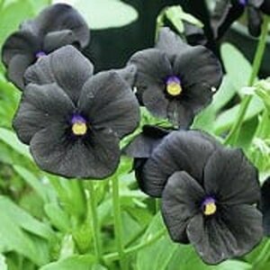 Viola cornuta 'Molly Sanderson' P9 - afbeelding 3